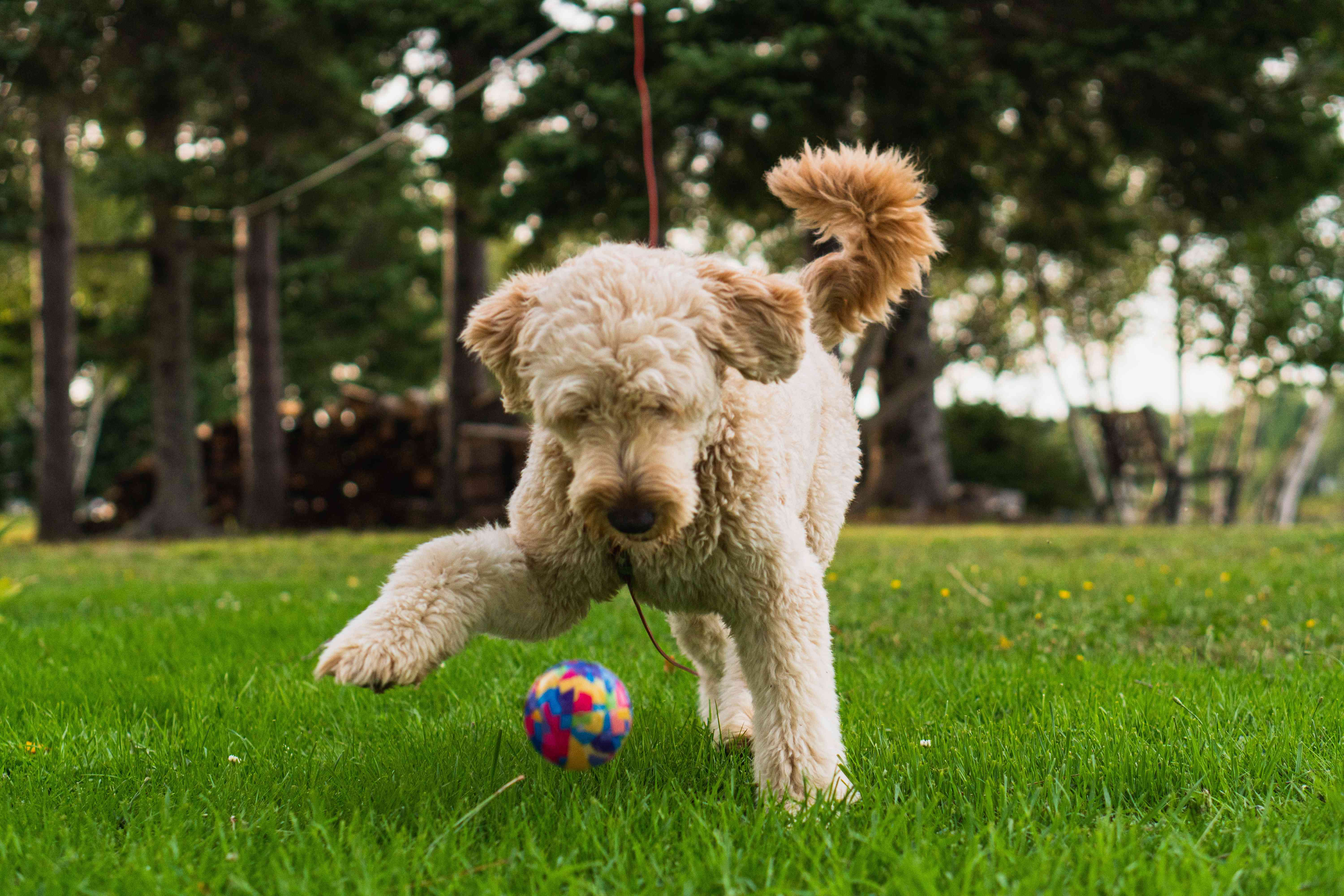 Goldendoodles and Disabilities: A Comprehensive Guide for Choosing the Perfect Companion